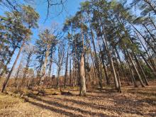 Obszary o szczególnych wartościach ochronnych (HCV)